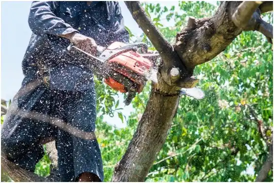 tree services Kimball